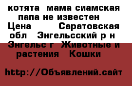 котята  мама сиамская папа не известен  › Цена ­ 10 - Саратовская обл., Энгельсский р-н, Энгельс г. Животные и растения » Кошки   